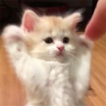 Avatar do usuário Anil